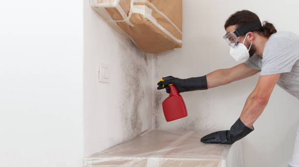 Professional Mold Cleanup technician working in Apex, NC