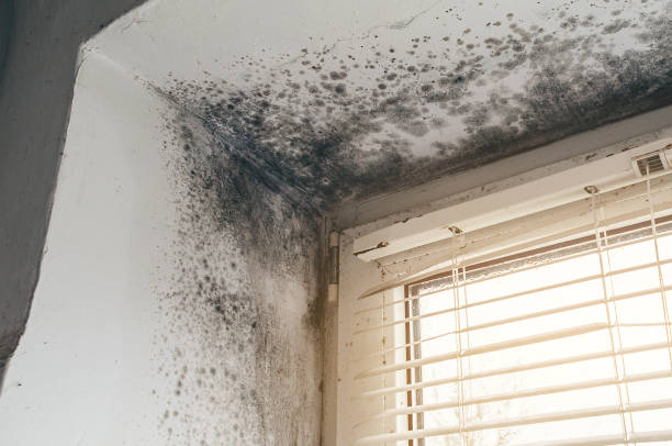 Affordable Mold Cleanup solutions in Apex, NC